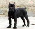 卡斯罗犬家里养风险吗？养卡斯罗犬要注意什么？