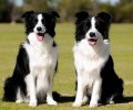 边境牧羊犬怎么养？边境牧羊犬喂养