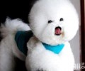 比熊好养吗？比熊掉毛吗？