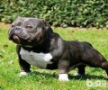 恶霸犬好养吗？养恶霸犬要注意什么？