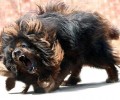 藏獒吃啥？藏獒饲养