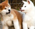 秋田犬好养吗？秋田犬喂养