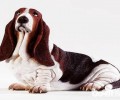 巴吉度犬为何遭禁养？巴吉度犬遭禁养的缘故