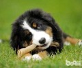 伯恩山犬有哪些缺陷？伯恩山犬缺陷