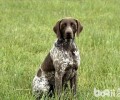 指示犬代表什么意思？为什么叫指示犬？