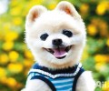 俊介是啥种类的小狗？俊介和博美的差别