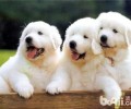 大白熊犬合适家里养吗？养大白熊犬风险吗？