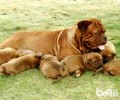 波尔多犬如何？波尔多犬详细介绍
