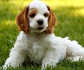 可卡犬智商高吗？可卡犬如何饲养？