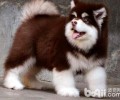 ​阿拉斯加犬好多个月逐渐吃干犬粮？​阿拉斯加犬多少逐渐吃成狗粮？