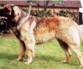 兰赫伯特獒犬如何？兰赫伯特獒犬详细介绍