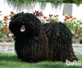 波利犬高智商吗？波利犬聪慧吗？