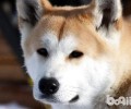 秋田犬价格是多少？秋田犬价格