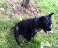 川东猎犬合适家里养吗？川东猎犬的优势与劣势？