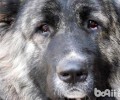 高加索犬价格是多少？高加索犬价钱