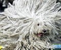 可蒙犬为何限养？可蒙犬详细介绍