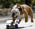 英国斗牛犬感受重吗？英国斗牛犬感受怎么消除？