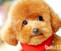 泰迪犬性情如何？泰迪犬性格介绍