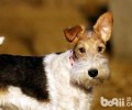 刚毛猎狐梗合适家里养吗？刚毛猎狐梗如何？