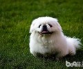 京巴犬凶吗？京巴犬的优点和缺点详细介绍