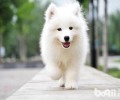 萨摩耶犬好养吗？萨摩耶犬喂养