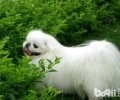 为何养京巴狗的人少？京巴犬有哪些缺陷