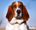 巴吉度犬合适家里养吗？巴吉度犬如何？
