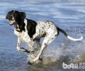 波音达犬聪慧吗？波音达犬智商排名几名？