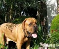 土佐犬为何害怕养？土佐犬乱咬吗？