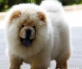 松狮狗好养吗？松狮狗喂养常见问题