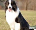 为什么不养边境牧羊犬？十个别养边牧的原因