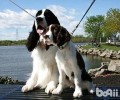史宾格好养吗？史宾格犬喂养