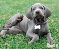 威玛猎犬如何？威玛猎犬的优势与劣势？