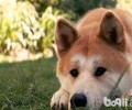 秋田犬为何限养？秋田犬遭禁养的缘故有什么？