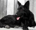 丹麦德牧犬聪慧吗？丹麦牧羊犬智商排名