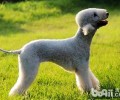 贝灵顿犬有攻击能力吗？贝灵顿梗如何？