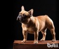 法国斗牛犬为何价钱会那么高？