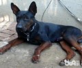 凶狠刚直的莱州红犬品种介绍