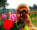 在家里怎么给泰迪犬做造型设计？