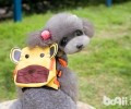 贵宾犬造型如何搞好看？