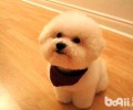比熊和泰迪犬是一个种类吗？有哪些不一样？