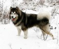 阿拉斯加犬一岁了一天要喂几回才好？
