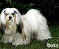 拉萨犬性情如何？拉萨犬性格介绍