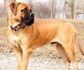 马士提夫獒犬强大吗？马士提夫犬详细介绍