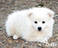 爱斯基摩犬掉毛吗？爱斯基摩犬掉毛有哪些缘故？