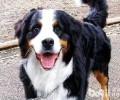 昆仑山脉犬如何？昆仑山脉犬详细介绍