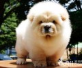 松狮幼犬掉毛该怎么办？松狮幼犬掉毛
