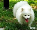 狐狸犬和博美有什么不同？狐狸犬和博美的差别