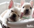 多少钱能买到纯种的法斗犬？