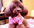 买贵宾犬该怎样去选择幼犬？
